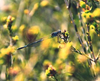 Close-up of insect on plant