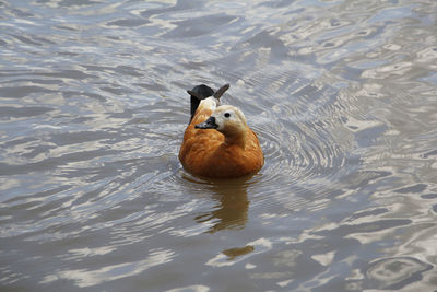 High angle view of duck swimming in lake