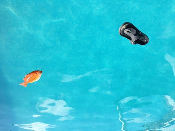 Close-up of jellyfish swimming in pool