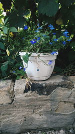 Close-up of potted plant