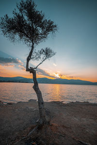 Silhouette tree on beach against sky during sunset