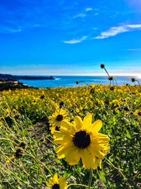 Close-up of yellow flowers blooming on field against sky