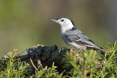 Close-up of bird perching on a plant