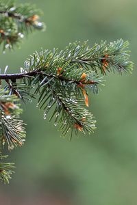 Close-up of raindrops on pine tree