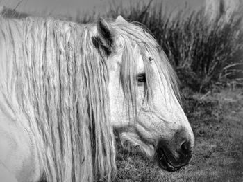 Close-up of a horse