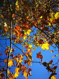 Low angle view of maple tree against sky