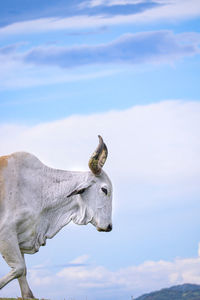 Close-up of cow