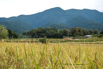 Scenic view of field against mountains