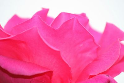 Close-up of pink rose