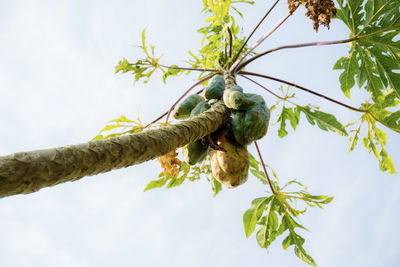 Low angle view of berries on tree against sky