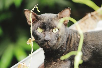 Close-up portrait of a cat