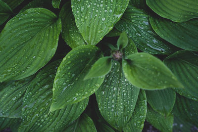 Close-up of water drops on leaves