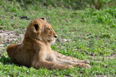 Lion cub resting in a green field.