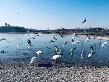 Flock of seagulls at lakeshore