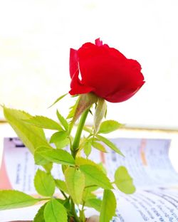 Close-up of red rose in vase