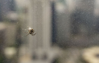 Close-up of spider on web