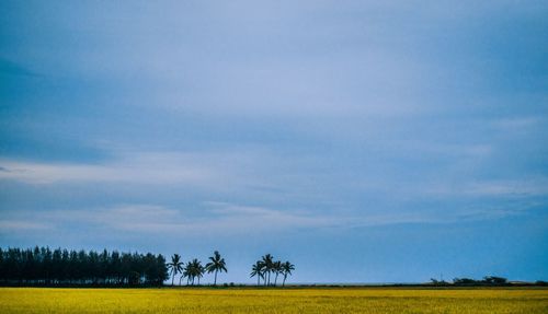 Scenic view of field against sky