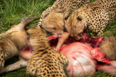 Slow pan of five cheetahs eating carcase