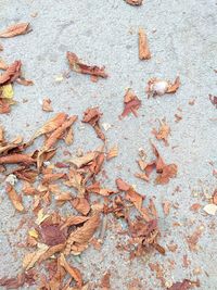 High angle view of dry maple leaves on land