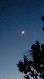 Low angle view of silhouette tree against sky at night