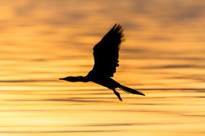 Bird flying over sea against sky during sunset