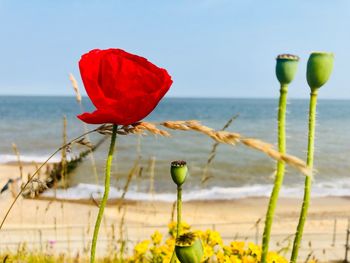 Close-up of red flowering plant by sea against sky