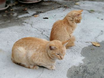 High angle view of cat sitting on footpath