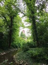 Trees growing in a park