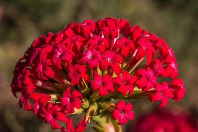 Close-up of red flowers blooming outdoors