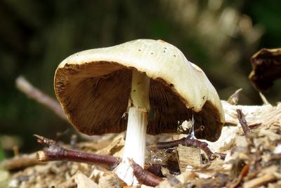 Close-up of mushroom growing outdoors