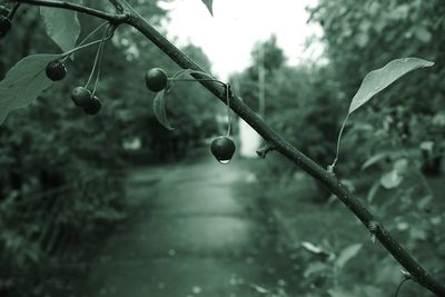 Close-up of water drops on twig