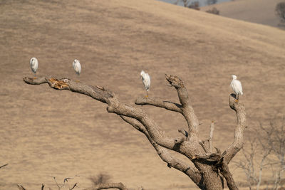 Snowy egrets perched on sunken tree on reservoir with golden hill in background 