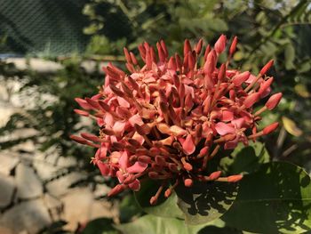 Close-up of pink flowering plant