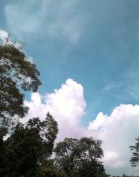 Low angle view of trees against cloudy sky