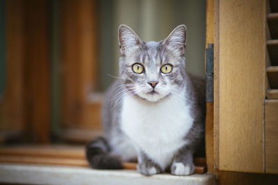 Close-up portrait of cat relaxing on doorway