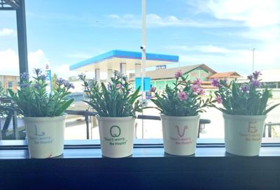 Close-up of potted plants on table