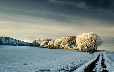 Road amidst trees against sky during sunset