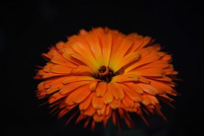 Close-up of orange flower blooming against black background