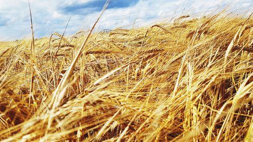 Close-up of wheat growing on field against sky