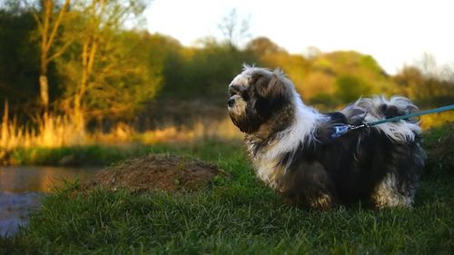 Dog on field