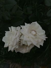 Close-up of white rose