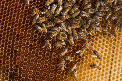 Close-up of bee on leaf