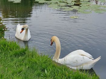 Swans swimming in lake