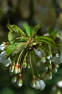 Close-up of fresh green leaves on plant