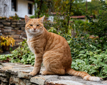 Ginger cat sitting on the wall, stray cat looking at the camera