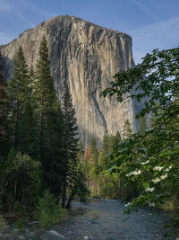 Scenic view of tree by mountain against sky