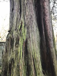 Close-up of tree trunk