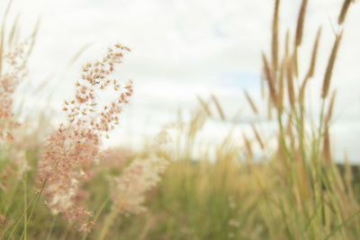 Close-up of stalks in field against sky