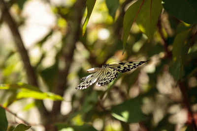 Close-up of butterfly on flower