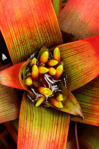 High angle view of fruits on table